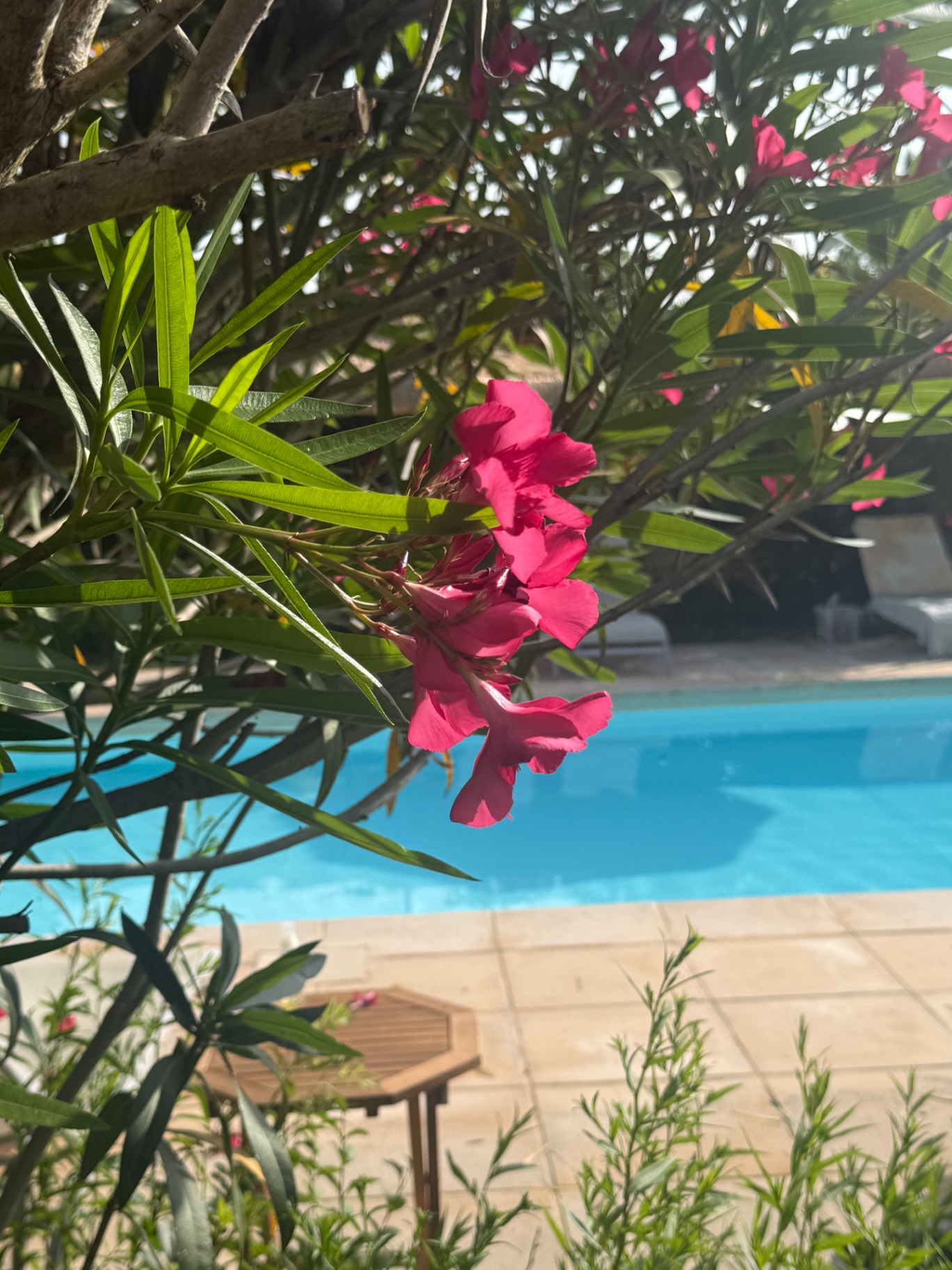 Roze oleander in bloei langs het zwembad