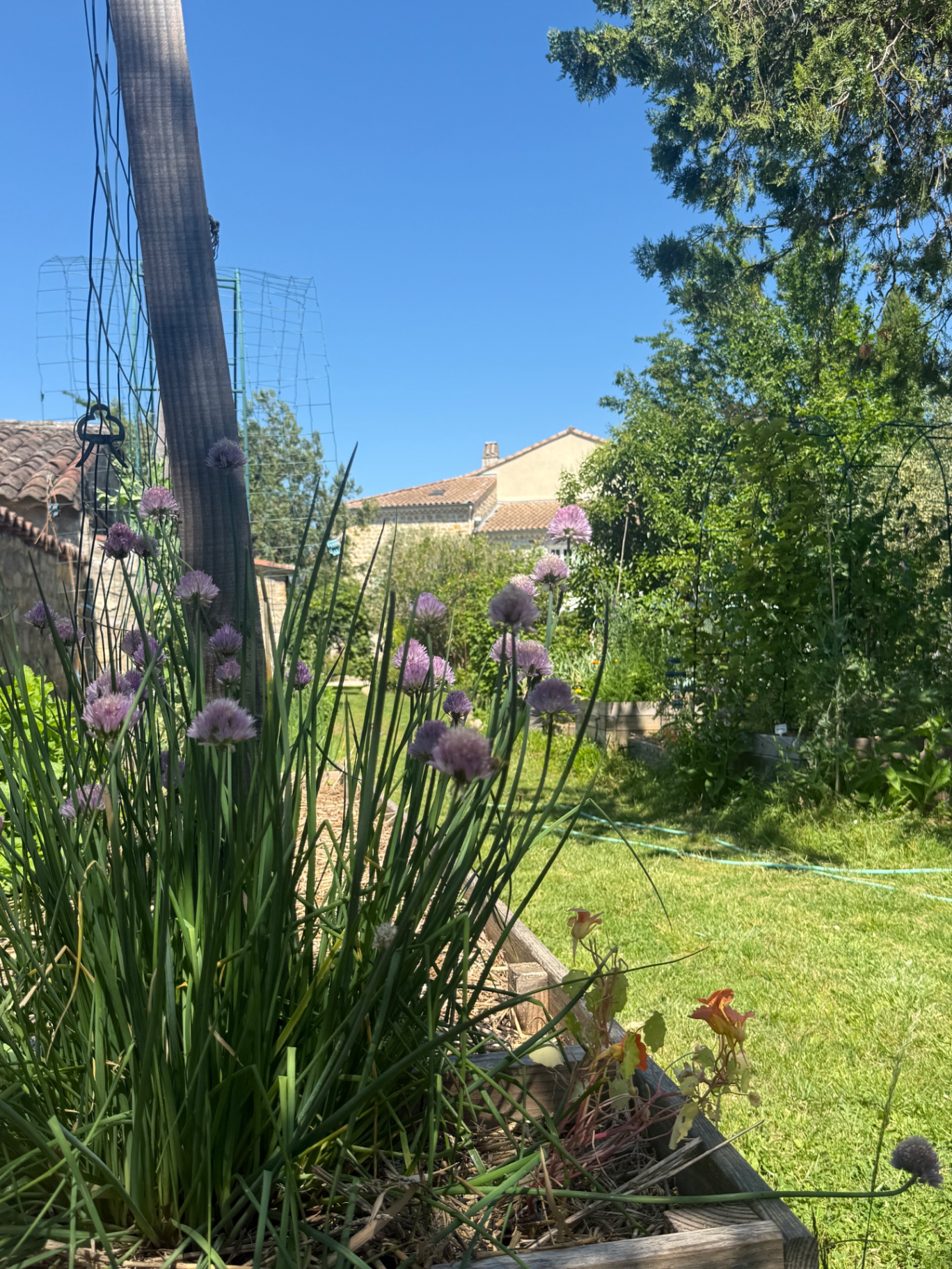 Bloeiende bieslook in de moestuin