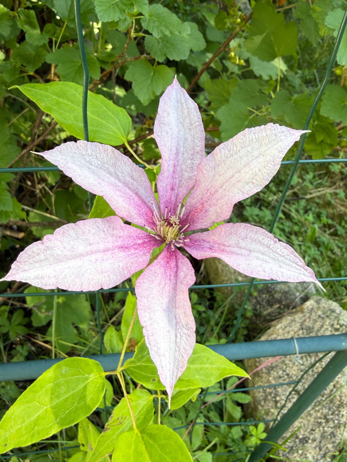 Roze clematis in bloei