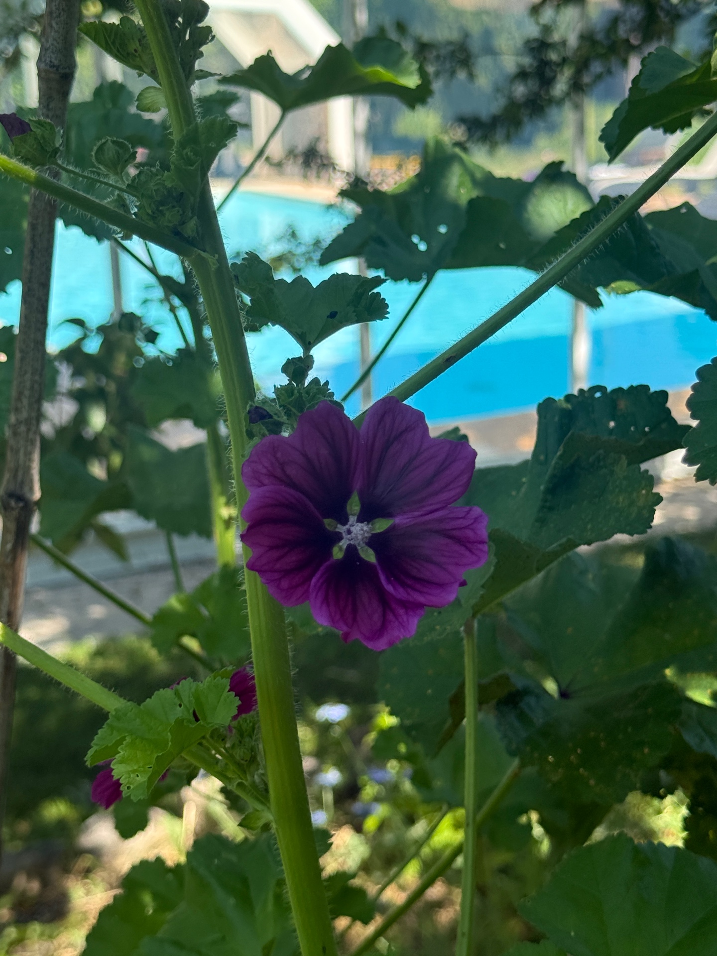 Paarse malva-bloem met zwembad op de achtergrond