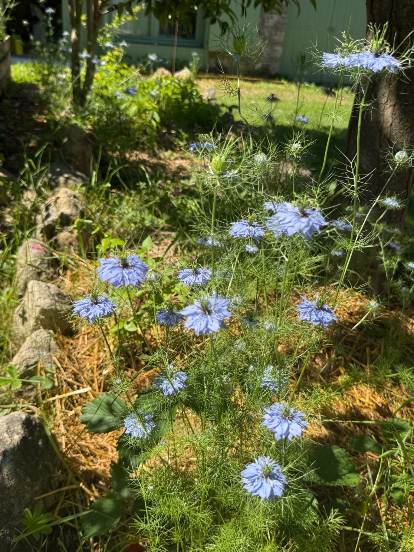 Juffertje-in-het-groen (nigella) in bloei