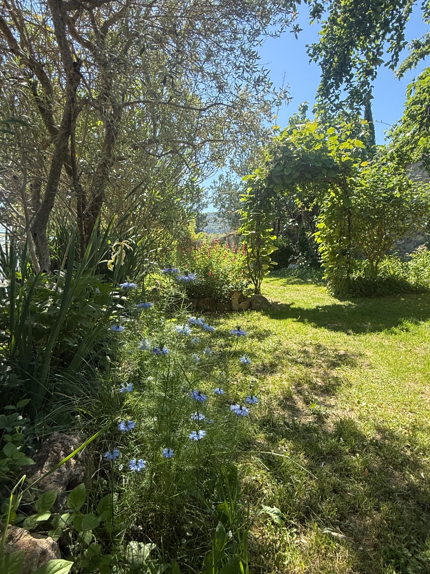 Juffertje-in-het-groen onder de olijfboom