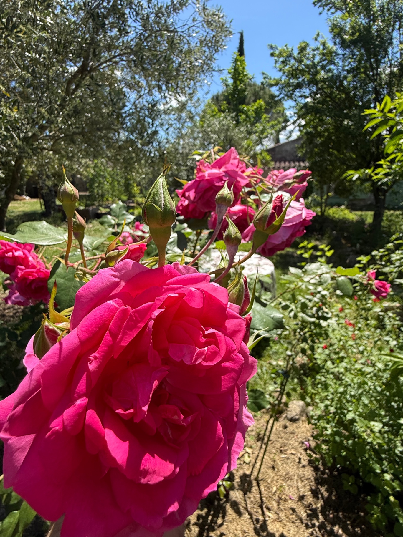 Roze rozenstruik in de tuin