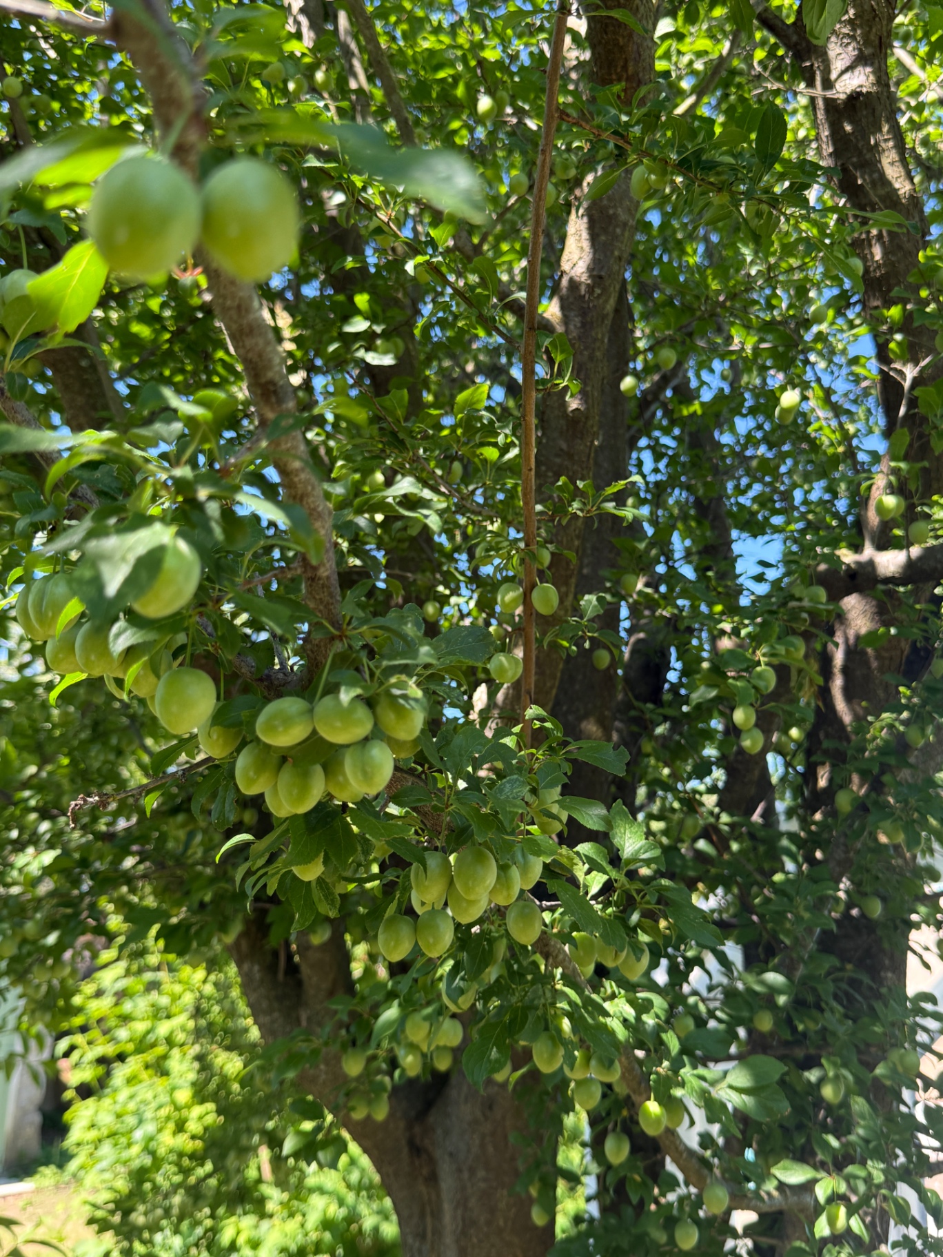 Pruimenboom met groene pruimen