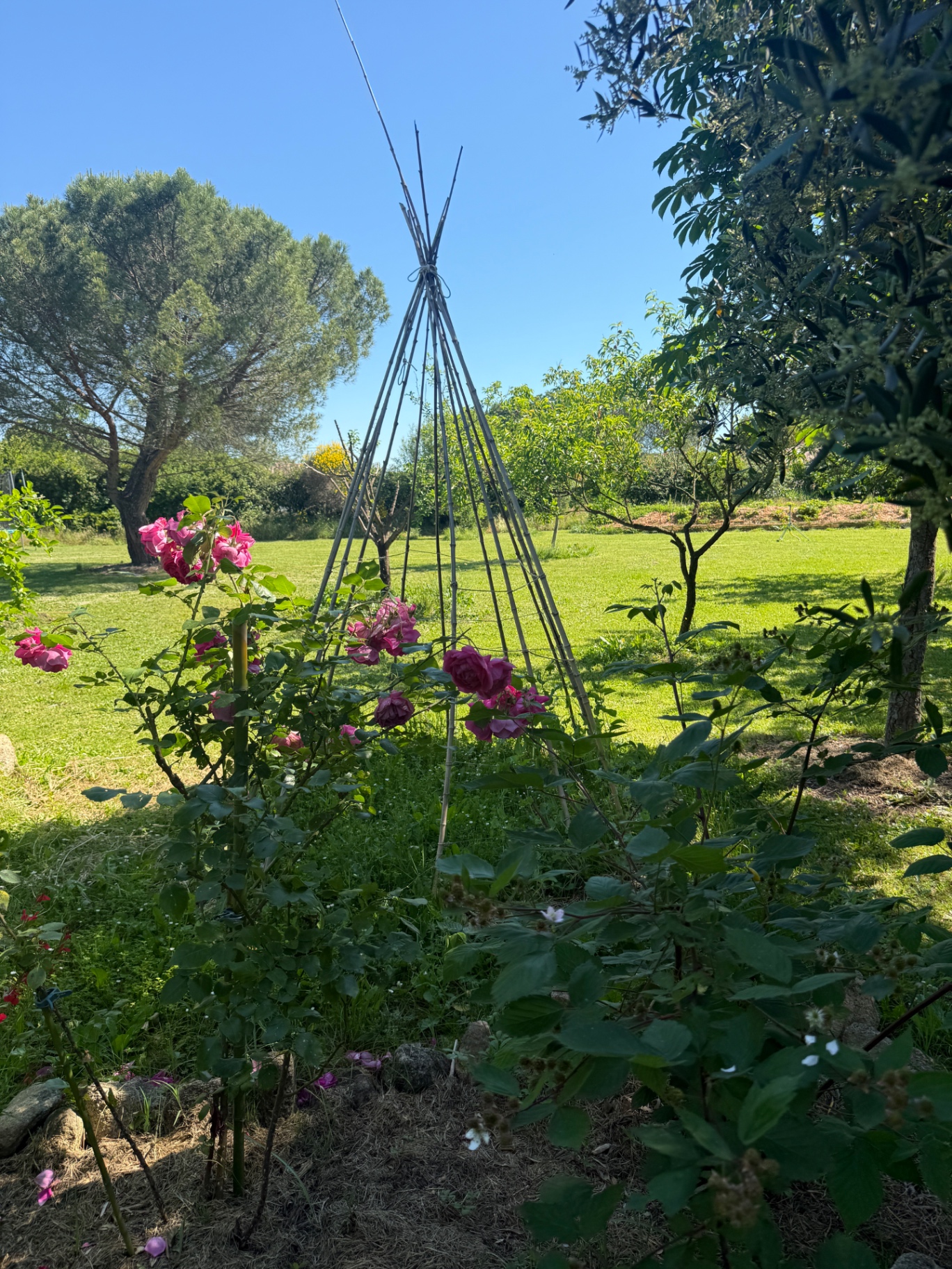 Roze rozen klimmen langs een bamboe tipi in de tuin