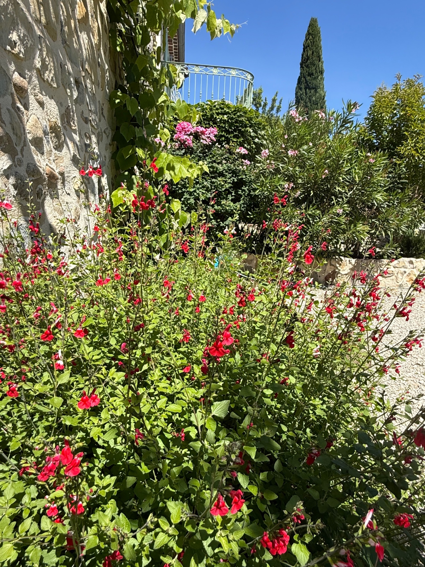 Rode salvia langs de stenen muur