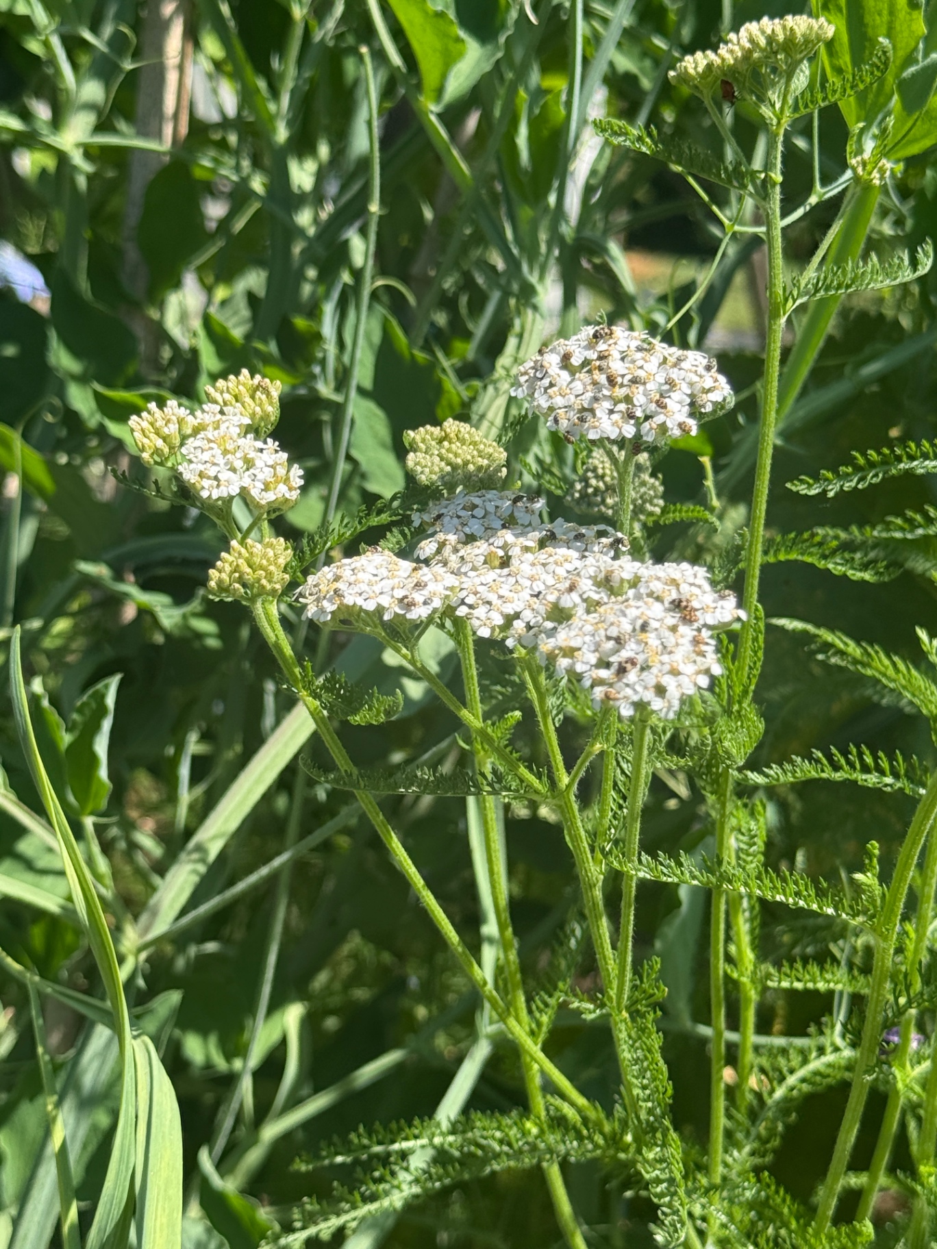 Witte duizendblad in bloei