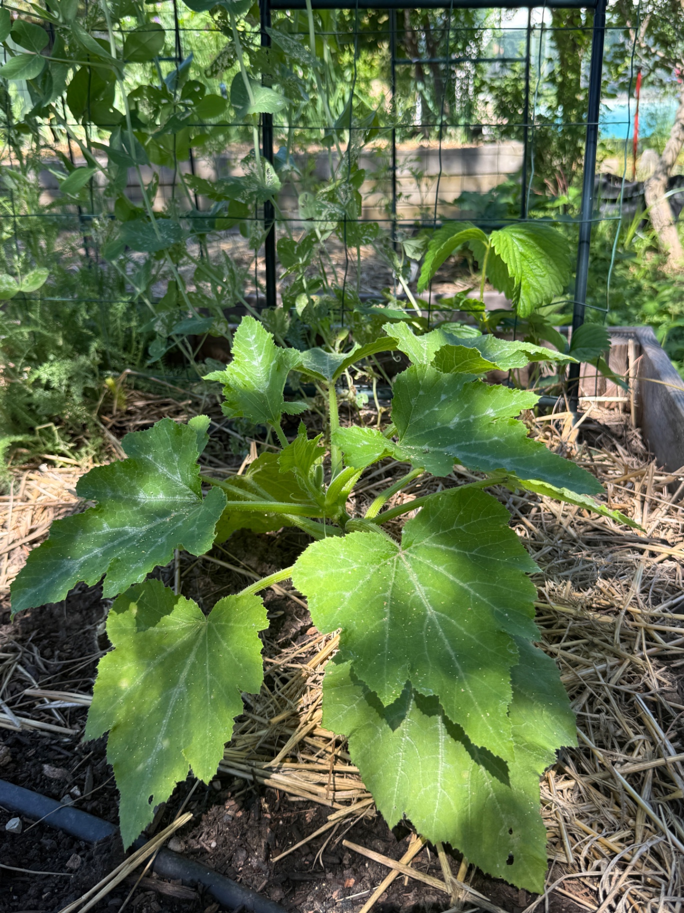 Jonge courgetteplant in de moestuin